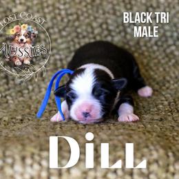 Dill - Black tri male Miniature American Shepherd puppy in Ferndale, California from Lost Coast Aussies