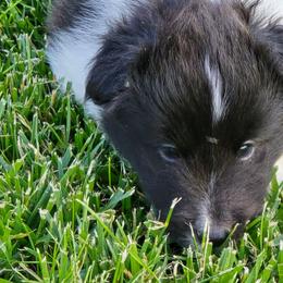 Waffles - Black and white male Shetland Sheepdog puppy in Luray, Missouri from Krayola Shelties