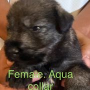 Aqua collar - Pepper and salt female Standard Schnauzer puppy in Hickory Creek, Texas from Dragos Kennel