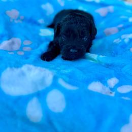 Nitro - male Aussiedoodle puppy in Science Hill, Kentucky from Southern Paws Kennels