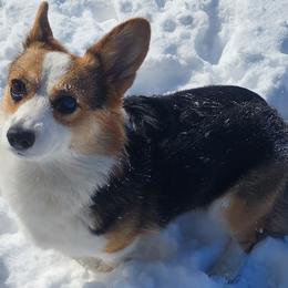 Maggie - Pembroke Welsh Corgi