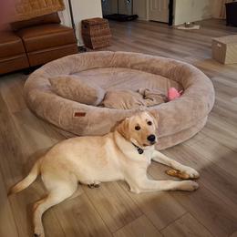 Labrador Retriever All Grown Up from Black Bell Labrador Retrievers