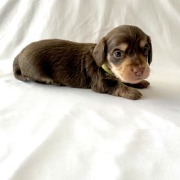 Lime Green - Chocolate and cream male Dachshund puppy in Silver Springs, Florida from DeMarsh's Dachshunds