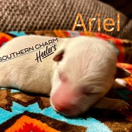 Ariel - Red speckled female Australian Cattle Dog puppy in Floyd, Virginia from Southern Charm Heelers