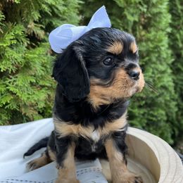 Cavalier King Charles Spaniel Puppies from Ruby’s puppies