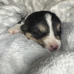 Simba - Black and tan male Pembroke Welsh Corgi puppy in Washington from KB Corgis