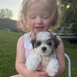 Angel - Black & white female Maltipoo puppy in Chariton, Iowa from Mia Lucky Home
