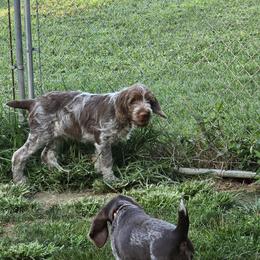Gordon Setter and Spinone Italiano Puppies from Spinsetters