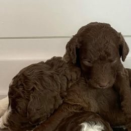 Goldendoodles from Sookie's Doodles