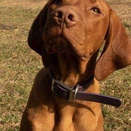 Vizsla All Grown Up from Mira Vizslas