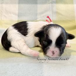 Black and White Female - SOLD - Black and white female Shih Tzu puppy in Crawfordsville, Indiana from Swaying Sycamore Farm