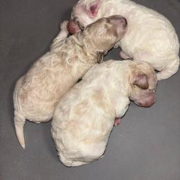 Cavapoo puppies from Doodle Me Crazy
