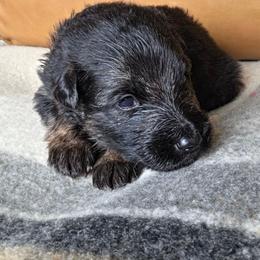 Liberty - Black and red male German Shepherd puppy in Columbus, Indiana from Stony Lonesome GSD