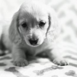 Carmella's smaller boy - Cream male Dachshund puppy in Lyle, Washington from Wines Wienery