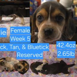 Charlie Blue Female - Black tan and bluetick female Beagle puppy in Bemidji, Minnesota from Nse Farms Beagles