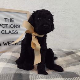 Poodle Puppies from Boodle's Poodles