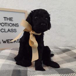 Poodle Puppies from Boodle's Poodles