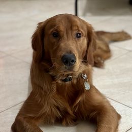 Oliver - Golden Retriever