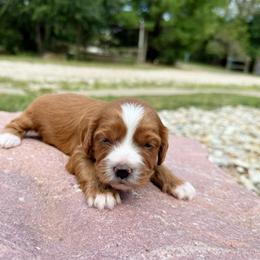 Gillian - Red female Cavapoo puppy in Wamego, Kansas from Doodles of Oz