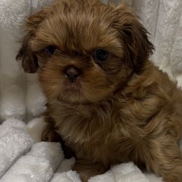 Hannah - Red Shih Tzu puppy in Covington, Georgia from Top Hats 2  Shih Tzu’s