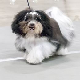Havanese Puppies from Sunsation Havanese