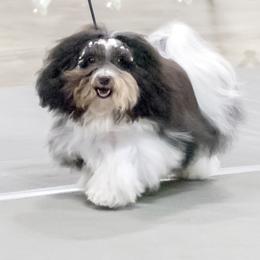 Havanese Puppies from Sunsation Havanese