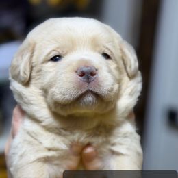 Robbie - Yellow male Labrador Retriever puppy in Baldwin City, Kansas from Hedge Lane Labradors