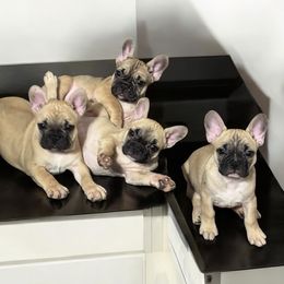 French Bulldog Puppies from Von Darr Kennels