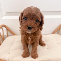 Bagel - Red male Cavapoo puppy in Apache Junction, Arizona from Coffey House Doodles