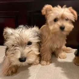 Yorkshire Terriers from Pretty Puppy