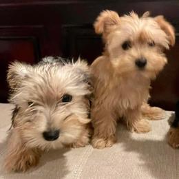 Yorkshire Terriers from Pretty Puppy