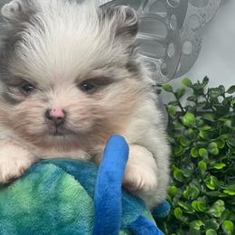 Callie - Blue merle female Pomeranian puppy in Brentwood, California from Royalpawpoms