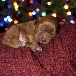 Cowboy - Ruby male Cavalier King Charles Spaniel puppy in Gonzales, Texas from Veach Cavaliers & Farm