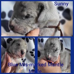 Boy 7 - Great Dane puppy in Gonzales, Louisiana from Anstatt House Of Danes