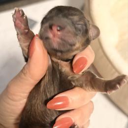 Chocolate boy - Chocolate and tan male Dachshund puppy in Newark, Delaware from Rich Point