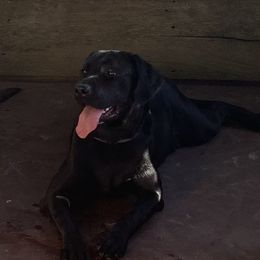 Aisling's Jette Black To The Future - Labrador Retriever