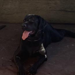 Aisling's Jette Black To The Future - Labrador Retriever