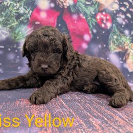 Miss Yellow - Chocolate female Labradoodle puppy in Lebanon, Pennsylvania from Robertson's Retrievers and Doodles