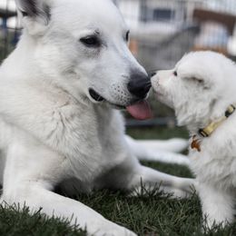 Berger Blanc Suisse Puppies from Fireside Fernweh