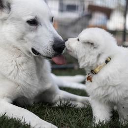 Berger Blanc Suisse Puppies from Fireside Fernweh