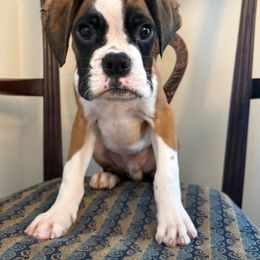 Boy 1 - Fawn male Boxer puppy in Wartburg, Tennessee from Coast to Coast Boxers