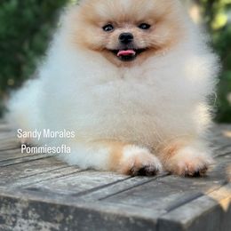Bulldog and Pomeranian Puppies from Pommies of LA