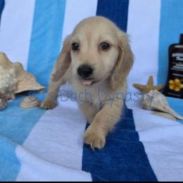 LUCKY 3800 - Cream male Dachshund puppy in Gatesville, Texas from CJ's Dach Dynasty