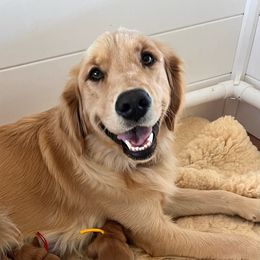 Ginger - Golden Retriever