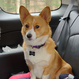 Willow - Pembroke Welsh Corgi