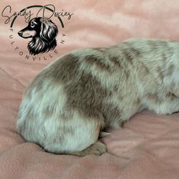 Arrow - Dapple male Dachshund puppy in Fultonville, New York from Sandy Aussies & Pomeranians