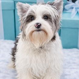 Wrigley - Morkie
