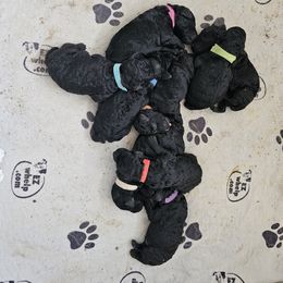 Poodle Puppies from Canterland Farm
