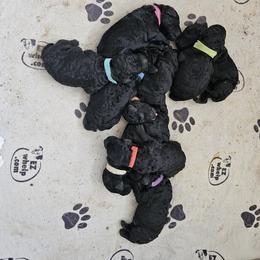 Poodle Puppies from Canterland Farm