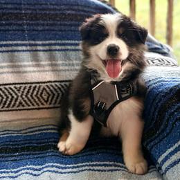 Kona - Black tri-color male Australian Shepherd puppy in Morehead City, North Carolina from Crab Point Australian Shepherds
